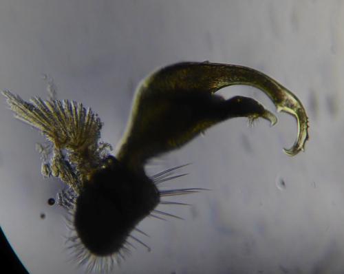 Polydesmus racovitzai